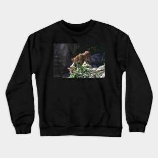 Tiger Cubs Crewneck Sweatshirt